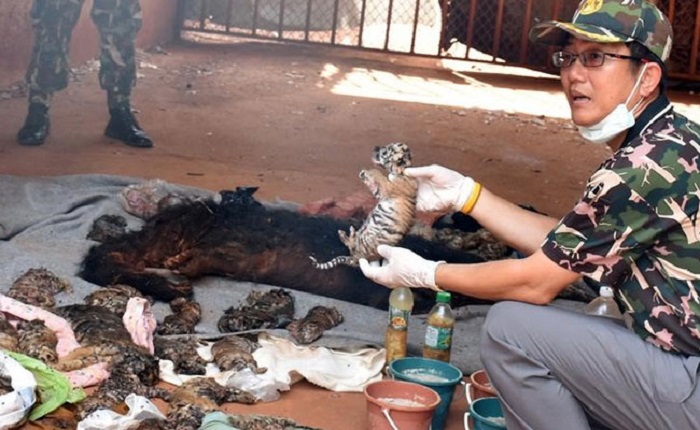 Bodies of 40 tiger cubs found in Thai temple freezer